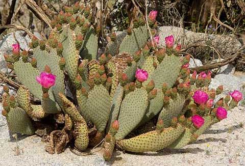 Photo of a group of Beavertail Cacti with red flowers