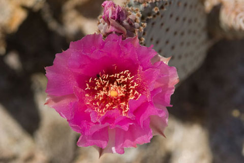 Closeup photo of the brilliant red flower of a Beavertail Cactus