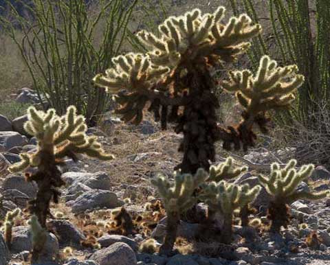 Photo of Teddybear Cholla, Cylindropuntia bigelovii