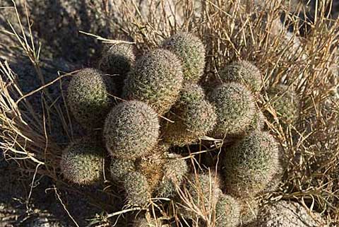Photo of a cluster of Fish-Hook Cacti