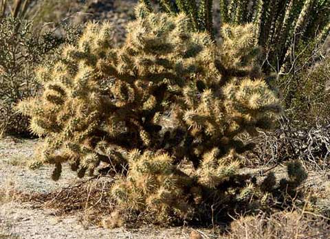 Photo of Golden Cholla, Cylindropuntia echinocarpa