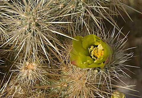 Photo of Silver Cholla, Cylindropuntia echinocarpa