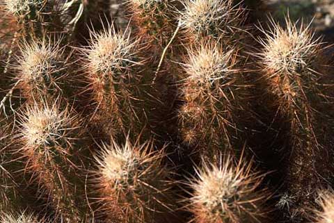 Photo of Hedgehog Cactus, Echinocereus engelmannii