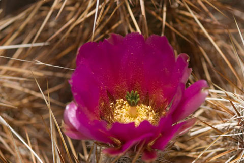 Photo of the flower of a Hedgehog Cactus, Echinocereus engelmannii