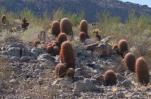 Photo of several Barrel Cacti, Ferocactus Cylindraceus
