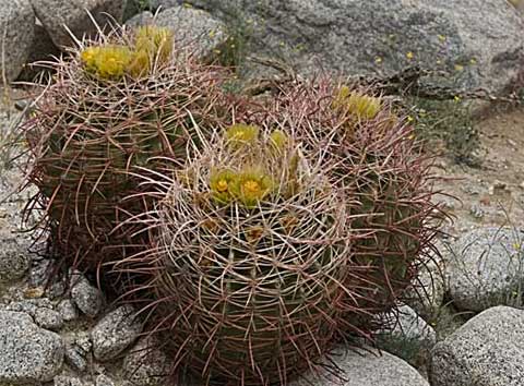 Photo of three Barrel Cacti in flower