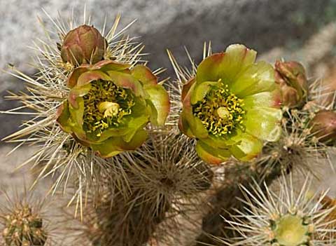 Photo of the flowers of Gander's Cholla, Cylindropuntia ganderi