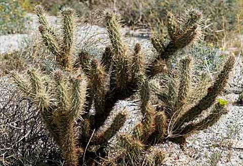 Photo of Gander's Cholla, Cylindropuntia ganderi