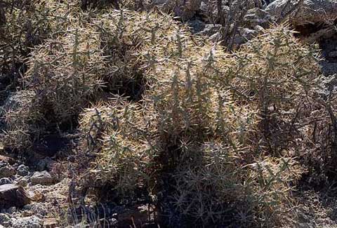 Photo of Diamond Cholla, Cylindropuntia ramosissima