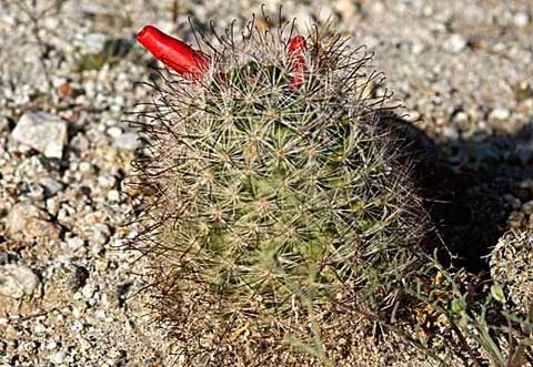 Photo of a Yaqui Mammillaria cactus with two red fruits