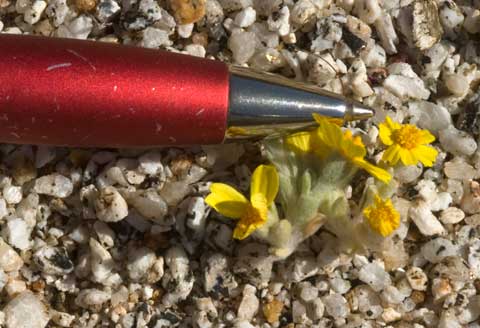 Photo of ballpoint pen and Wallace's Woolly Daisy