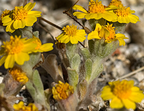 Photo of Wallace's Woolly Daisy