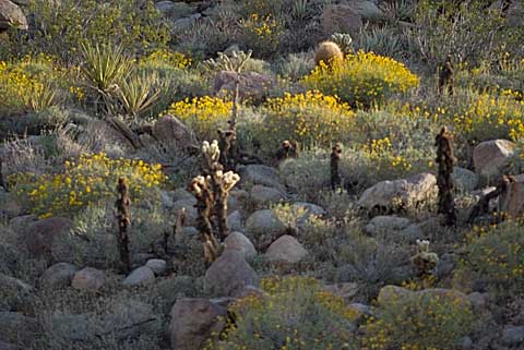 Photo of hillside, Grapevine Canyon