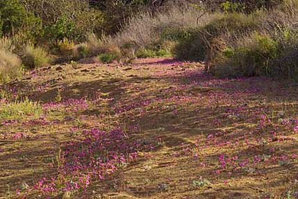 Photo of red monkey flowers, Grapevine Canyon