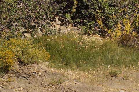 Photo of Stuart Spring, Grapevine Canyon