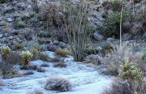 Photo of a peaceful cove beside Chuckwalla Wash with ocotillo, cholla, desert agave, and other desert plants