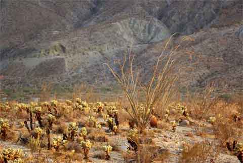 Photo of Mescal Bajada with cholla, ocotillo and other desert plants. Pinyon Ridge is in the distance.