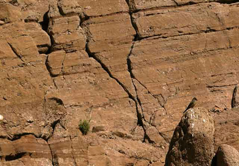 Photo of a Say's Phoebe patiently poised on a rock while waiting for a meal in front of a red wall in Hawk Canyon