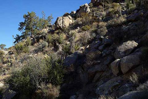 Photo of the pinyon-juniper woodland scenery en route to Whale Peak