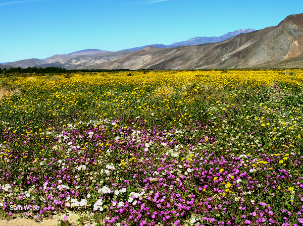 henderson canyon desert wildflowers