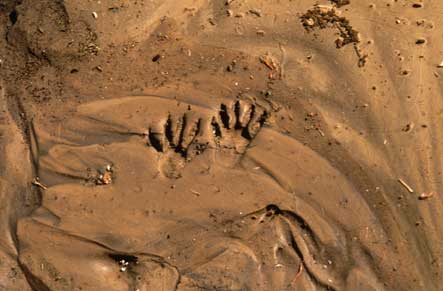 Photo of animal tracks in wet sand beside Coyote Creek