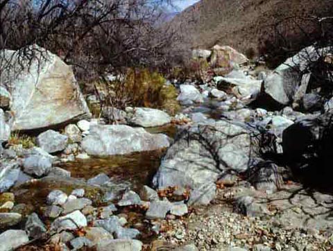 Collins Creek Lower Willows Anza Borrego