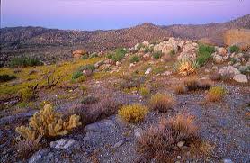 culp valley anza-borrego