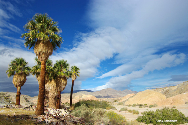 seventeen palms oasis anza borrego