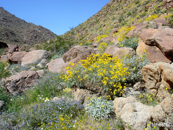 Glorietta Canyon in Anza Borrego