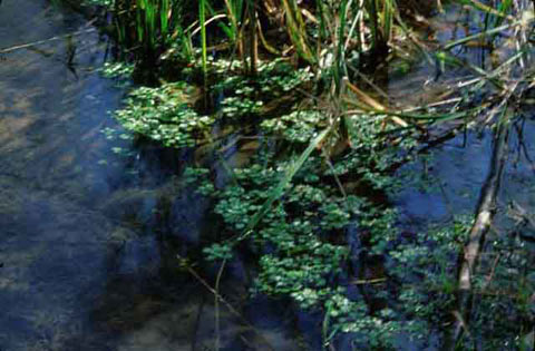 Photo of Coyote Creek in the shadows of Lower Willows