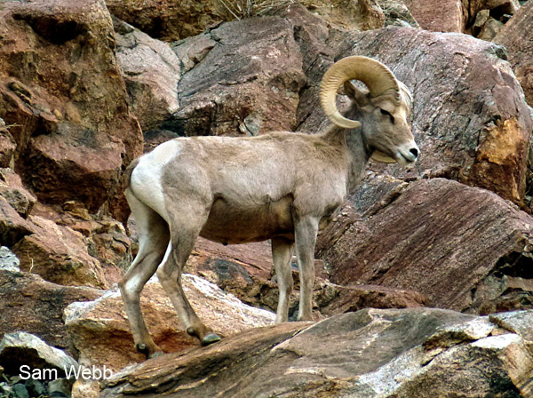 desert bighorn sheep in palm canyon anza-borrego