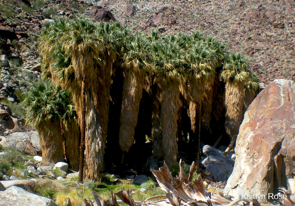 palm canyon oasis anza borrego
