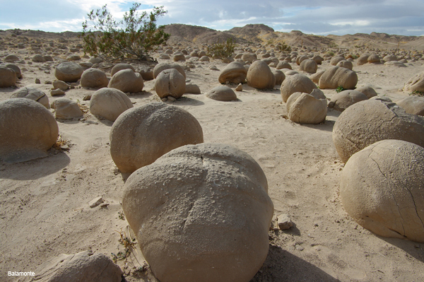 pumpkin patch anza borrego