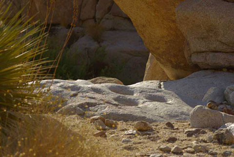 Photo of morteros used by Indian women to grind seeds into flour, near Mortero Palms