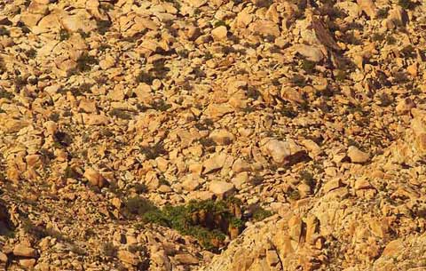 Photo of Mortero Palms, taken from a mile away where they seem like a small area on the large rocky side of the Jacumba Mountains