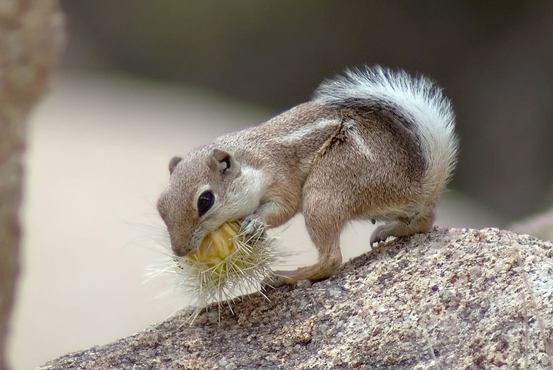 antelope squirrel anza borrego by daren sefcik