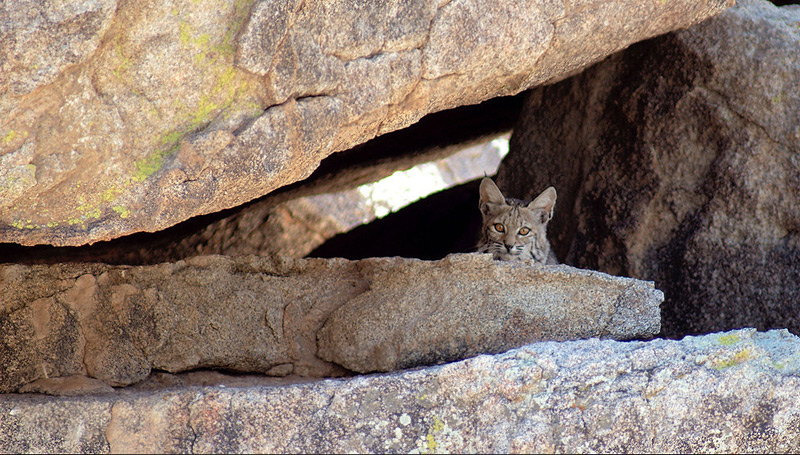 bobcat in anza borrego by daren sefcik