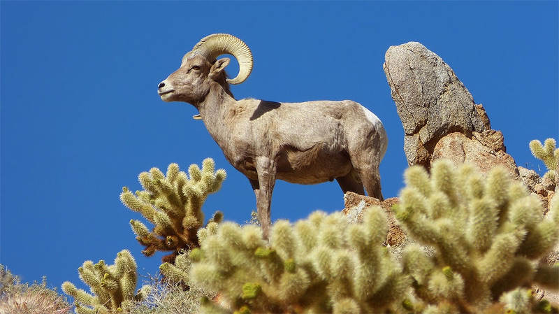 Desert Bighorn Sheep Anza-Borrego Desert State Park by Fred Melgert