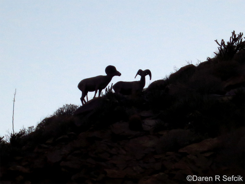 desert bighorn silhouette in anza borrego by daren sefcik