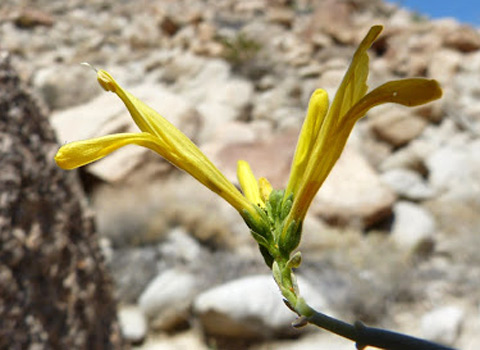 anza borrego flower yellow chuparosa fred melgert