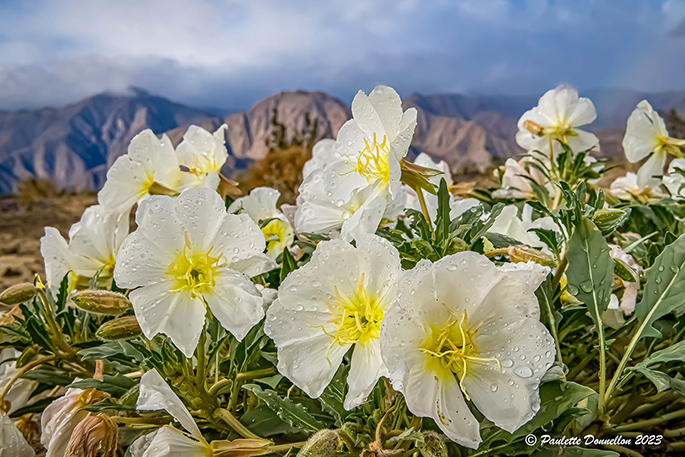 Henderson Canyon Road Anza-Borrego January flowers