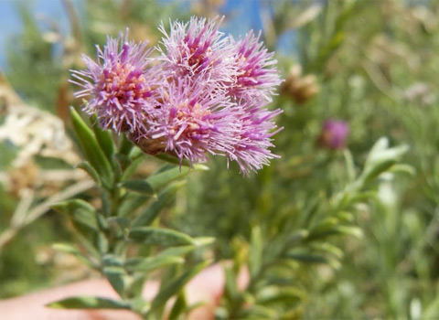 Arrow Weed, Pluchea sericea