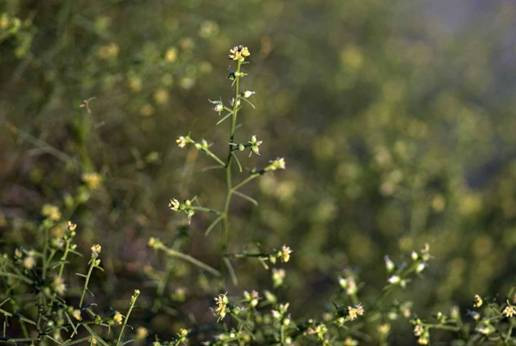 Ambrosia sisola var. salsola