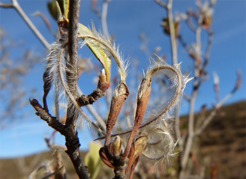 Birch-leaf Mountain Mahogany, Cercocarpus betuloides var. betuloides, Fruit