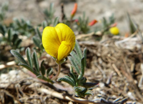 Bishop's Lotus, Acmispon strigosus