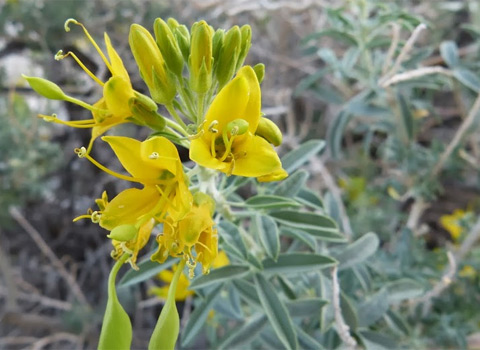 Bladderpod, Isomeris arborea