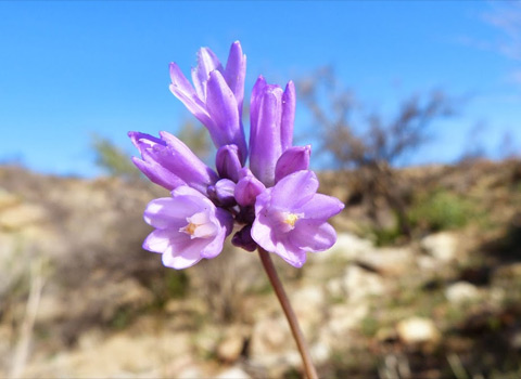 anza borrego desert flower blue dicks fred melgert