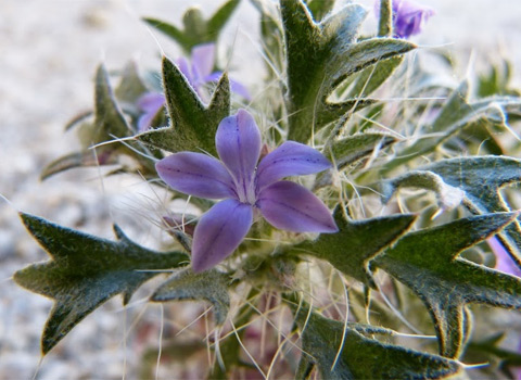 Bristly Langloisia, Langloisia setosissima ssp. setosissima