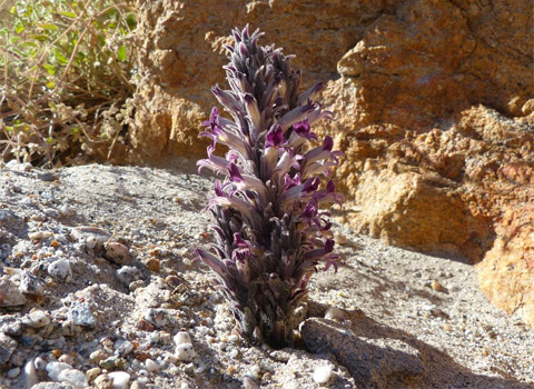 broom rape anza-borrego melgert