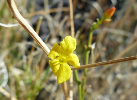 Anza Borrego Flowers Broom Twinberry, Menodora scoparia